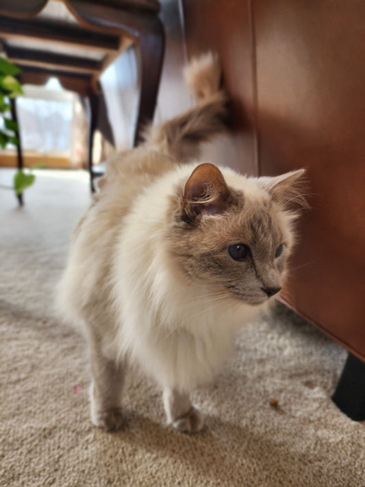 What Cat Owners Should Look for in a Pet Sitter