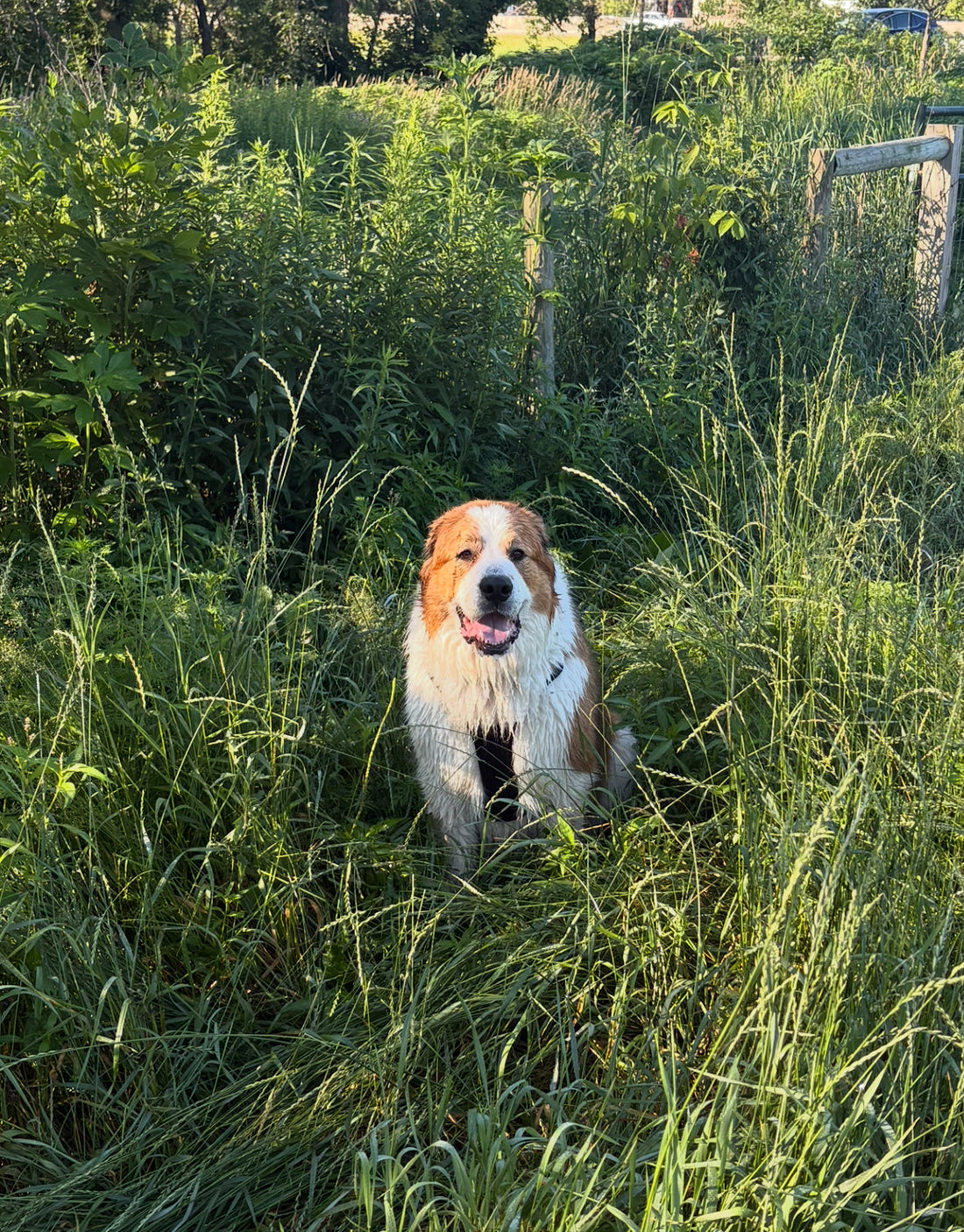 Why Choose a Private, In-Home Pet Sitter Who’s Insured and Professional?