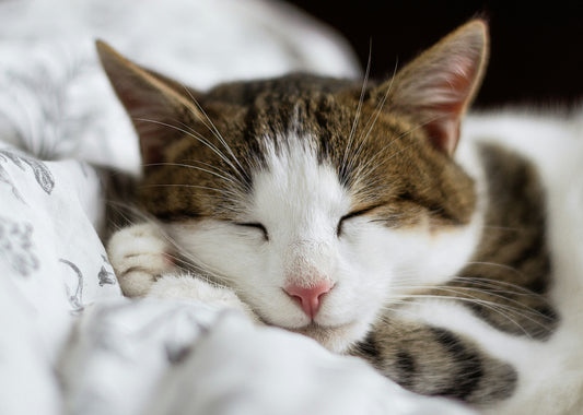 Sleeping with Pets: The Pros and Cons