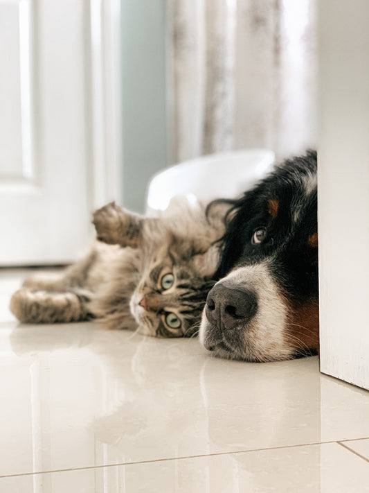 The Benefits of In-Home Pet Care: A Comfortable Haven for Your Furry Friends