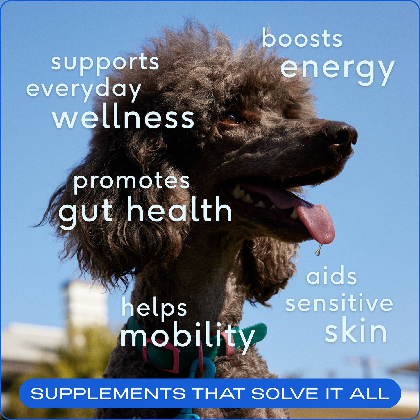Native Pet - The Daily Powder Supplement, 11-in-1 Multivitamins for Dogs
