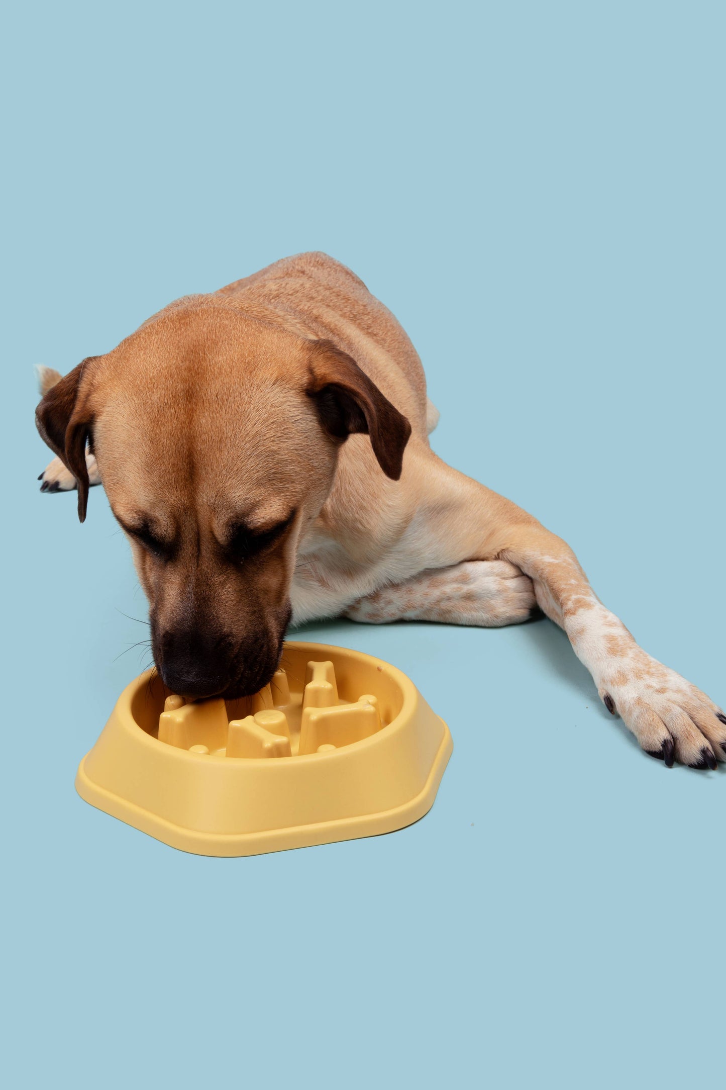 The Modern Pet Co - Bone Design Slow Feeder Bowl