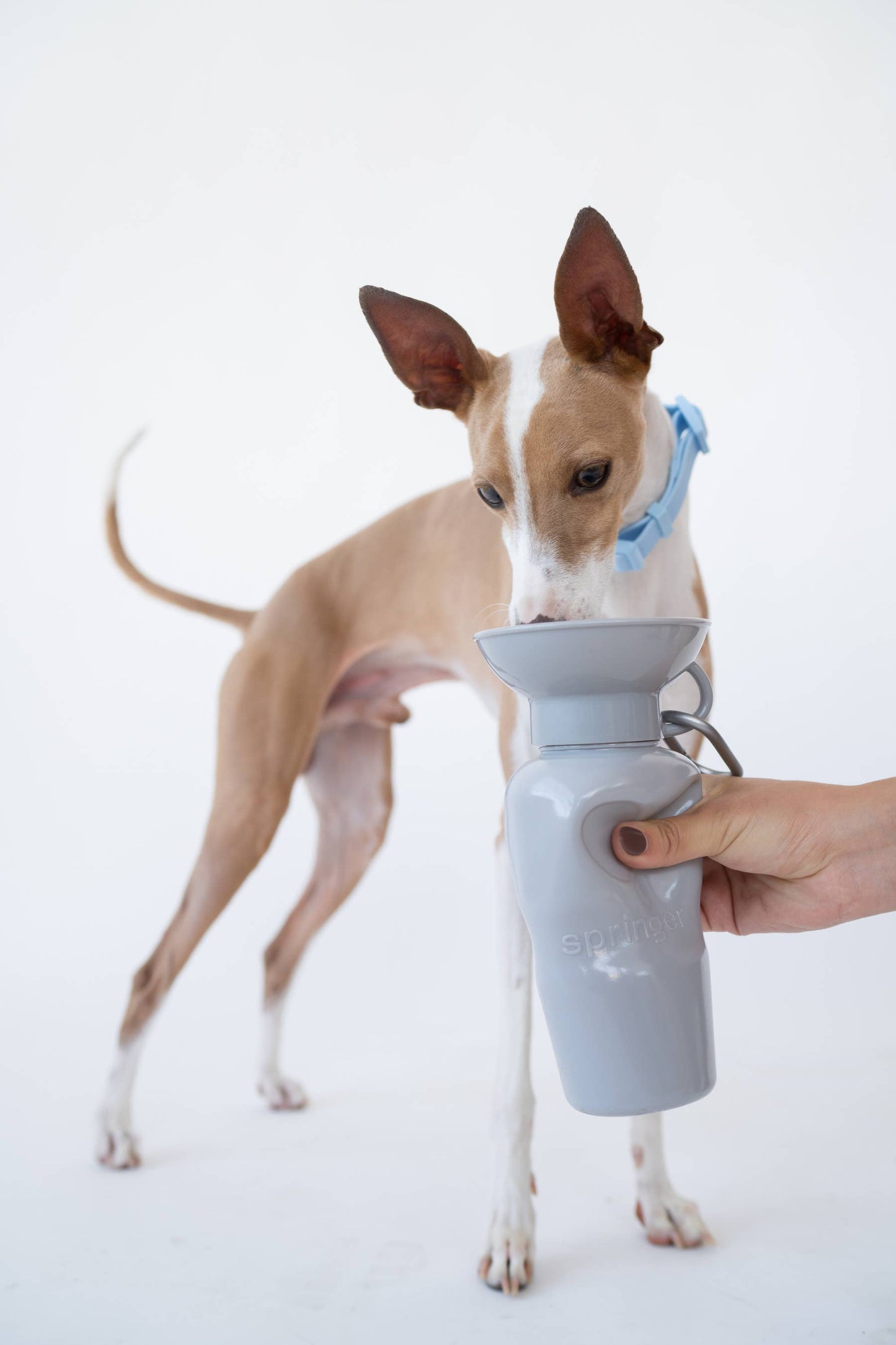 Dog Travel Water Bottle | Classic 22 oz | MIXED (Case of 12)